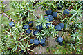 NH8521 : Juniper Berries by Anne Burgess