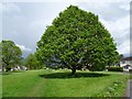 Tree at Poolbrook