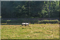 Bishops Lydeard : Grassy Field & Horses