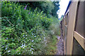 Lydeard St Lawrence : Railway Line