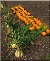 ST3505 : Vegetables, Kitchen garden, Forde Abbey by Derek Harper