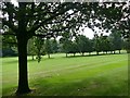 A row of trees on Lingdale Golf Course