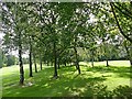 A row of trees on Lingdale Golf Course