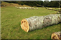 Sheep and logs near Forde Abbey