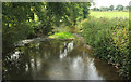 ST3505 : River Axe near Forde Abbey by Derek Harper