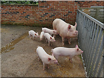 SE3532 : Temple Newsam farm - Hope and her piglets by Stephen Craven