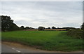 Grassland near West Farm