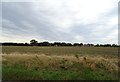 Farmland off the B1066