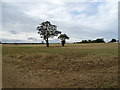 Trees in field, Harram Bottom