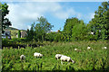 SK0084 : Sheep grazing north of Furness Vale by Roger  D Kidd
