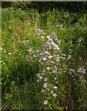 SX9066 : Michaelmas daisies, Nightingale Park by Derek Harper