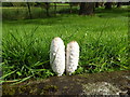 Ink cap fungus, Donaghanie