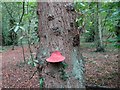SO8691 : Himley Mushroom by Gordon Griffiths