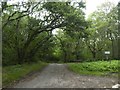 Road junction in the woods at Crosswater