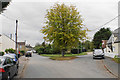 Tree in the centre of Barway