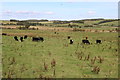 Cattle Grazing