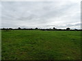 Grazing off Green Lane, Whitgreave