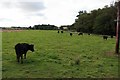 NU1725 : Cattle grazing, Ellingham by Graham Robson