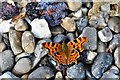 Northwold: Comma butterfly feeding on fallen damsons 2