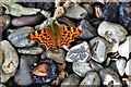 Northwold: Comma butterfly feeding on fallen damsons 3