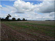 SJ7535 : Stubble field near Hookgate by JThomas