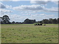 View from the diverted footpath at Star Carr