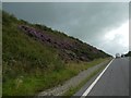 Heather growing in the A39 cutting south of Cockport