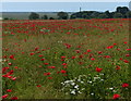 Poppies near Cowton House