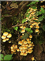 SX7979 : Fungi near the Bovey by Derek Harper