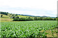 Maize Field