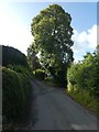 Tree at fork in the road, Wrayland, Lustleigh