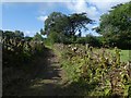 Newly trimmed hedges, Brookfield, Lustleigh