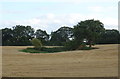 Pond in stubble field, Walton