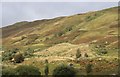NN5431 : Natural woodland regeneration in Glen Dochart by Alan Reid