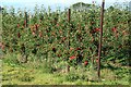 Apple orchard by Church Street