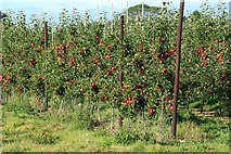 TQ9261 : Apple orchard by Church Street by Oast House Archive