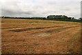 Disused hop field near Brickfield Lane