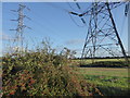 Autumn berries along North Carr Road (and pylons)