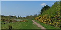 Woodland Path in Kiveton Community Woodland