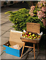 ST5775 : Free apples, Westbury Park by Derek Harper