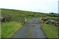 Cattle grid on the road to Balmurrie