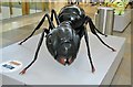 Big Bugs on tour - black ant