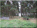 Gap in Horseshoe Plantation near Gordon in the Scottish Borders