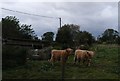 Highland cattle in Little Bytham