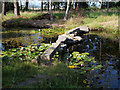 NJ0858 : Burgie Arboretum - Japanese Garden Stepping Stones by Jean Aldridge