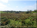 Wetland on the West side of Dundalk Road, Crossmaglen