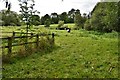 Headbourne Worthy, Pudding House Farm: Cows grazing in a field