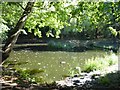 Pine Pond in Lesnes Abbey Woods