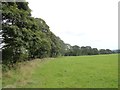 Line of trees along field edge