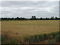 Cereal crop near Minmere Farm